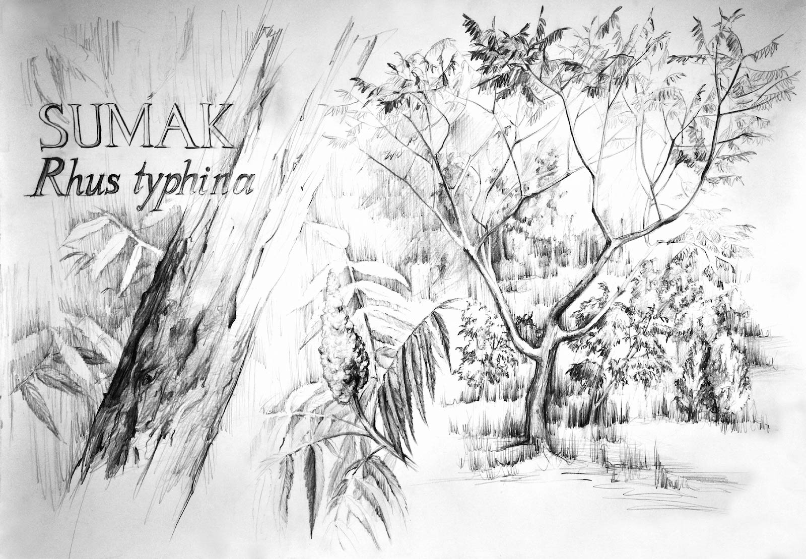 Przykładowa praca z portfolio kandydata - zieleń - kurs rysowania w RA